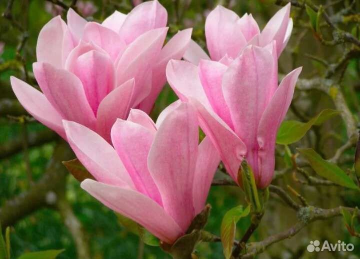 Магнолия Суланжа