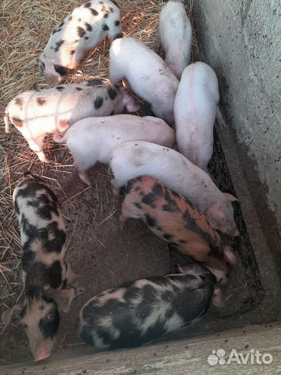 Поросенок ландрас дурок