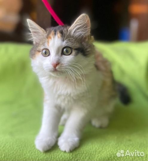 Красавица Стеша трехцветное Чудо ищет семью