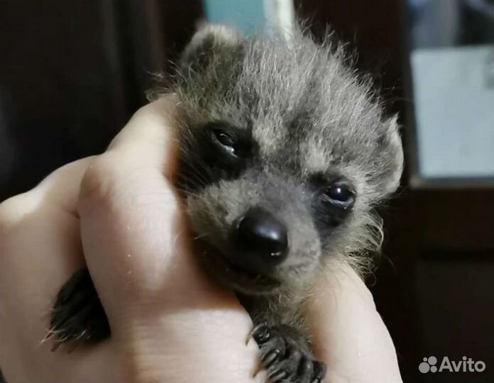 Енот полоскун