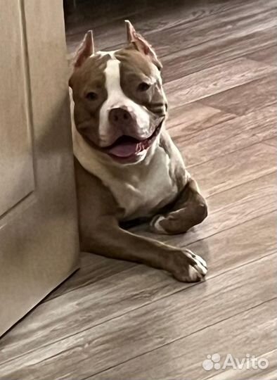 Американский булли вязка