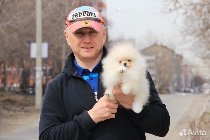 Щенки шпица. Иркутск