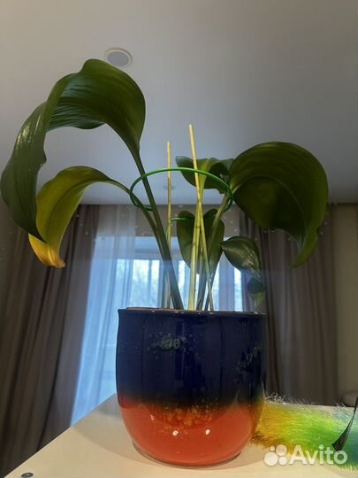 Комнатные цветы