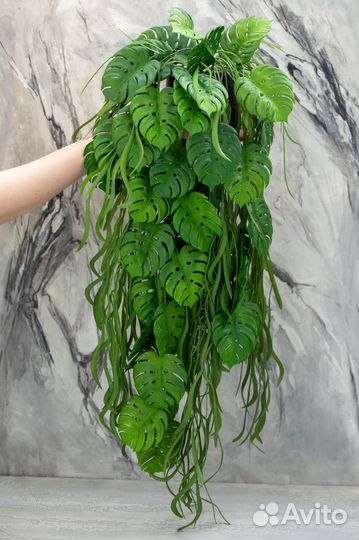 Кашпо с растениями свисающими, монстера