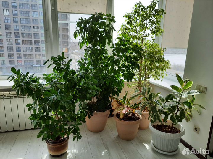 Комнатные растения большие