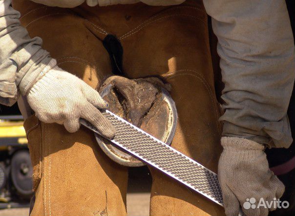 Обучающий Видео курс по уходу за копытами лошадей