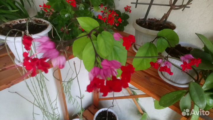 Клеродендрумы