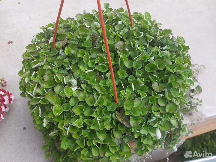 Дихондра в кашпо