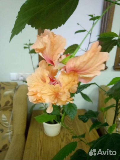 Комнатные растения