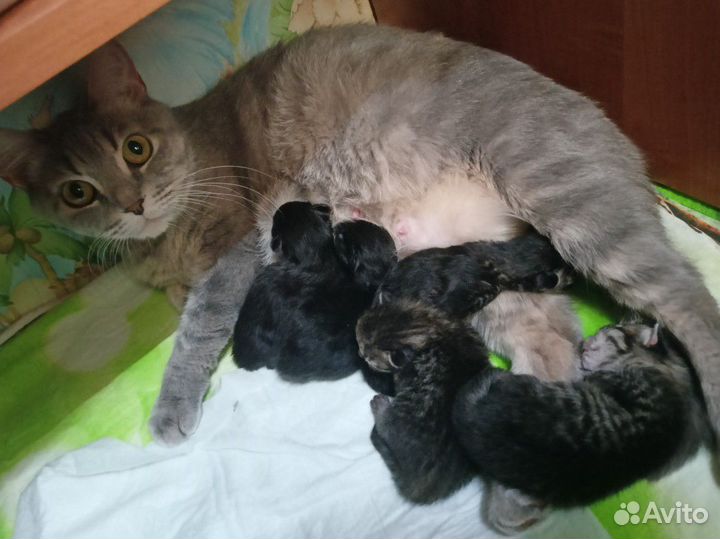 Котята от домашней кошки бронь