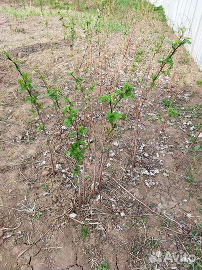 Малина, смородина, крыжовник