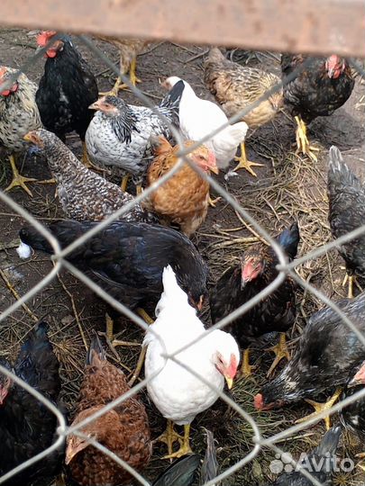 Молодые петушки