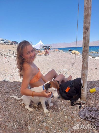 Выгул собак/догситер