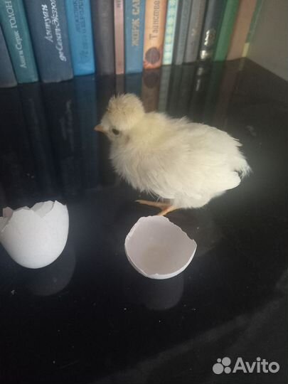 Инкубационное яйцо куриное