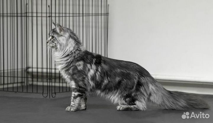 Кот ждет кошечек