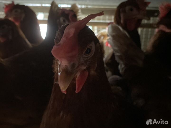Куры несушки