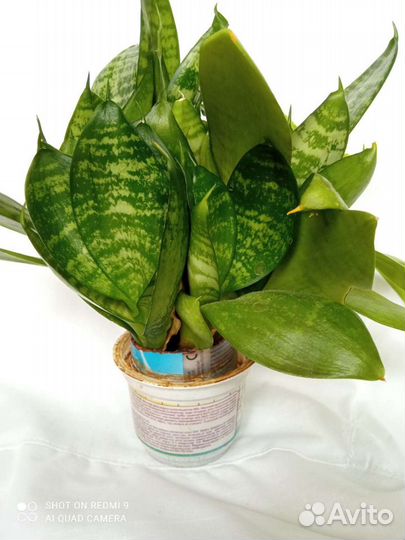 Детки бальзамина,бегонии,сансевиерия, пиперомия