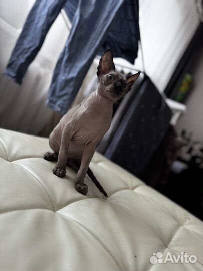 Кошка сфинкс