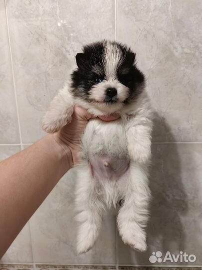 Щенок шпица, мальчик, триколор