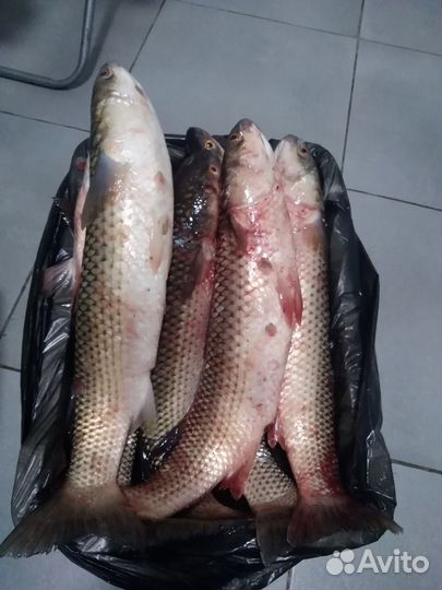 Морской пеленгас