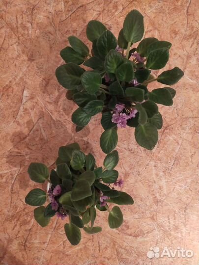 Фиалка или сенполия в горшках