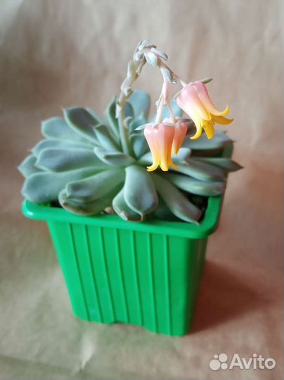 Домашнее растение