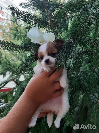 Мини Чихуахуа