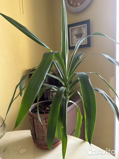 Комнатные растения Юкка