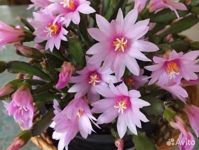 Декабрист рипсалидопсис