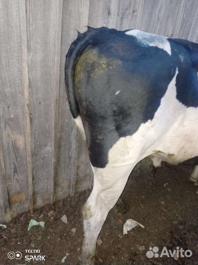 Быки на мясо, корова