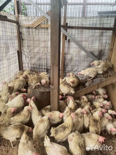 Куриный помёт