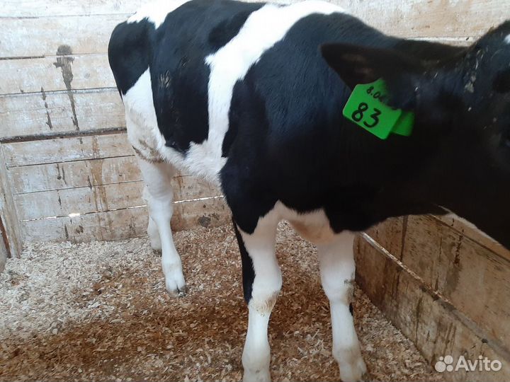 Телки, бычки