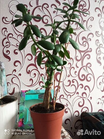 Цветок толстянка