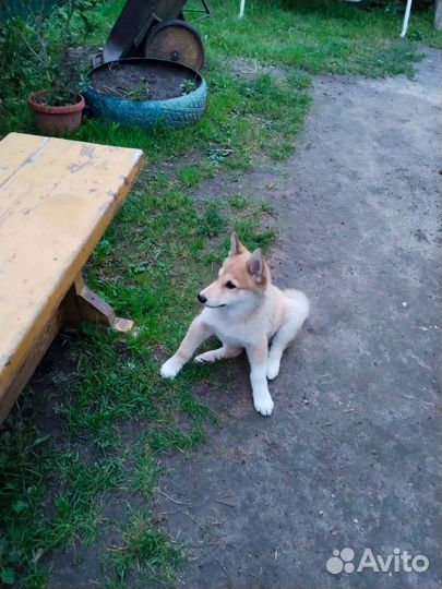 Западно сибирская лайка, щенки