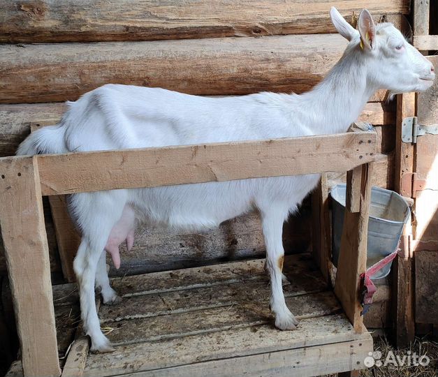 Чистопородные зааненские козы