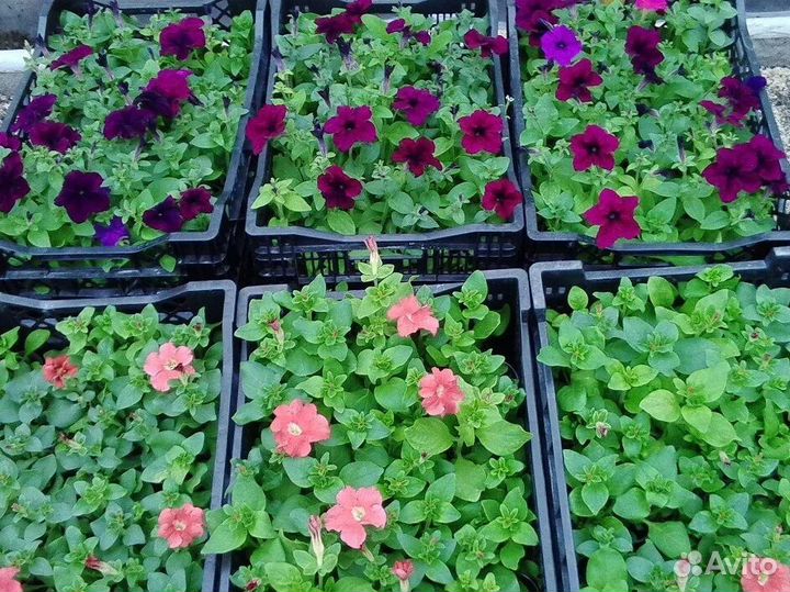 Продам мощные кустики