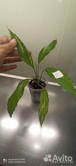 Спатифиллум Moon shadow white var