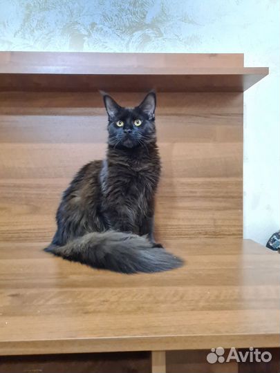 Котята мейн-кун