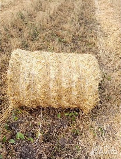 Солома 2023 г