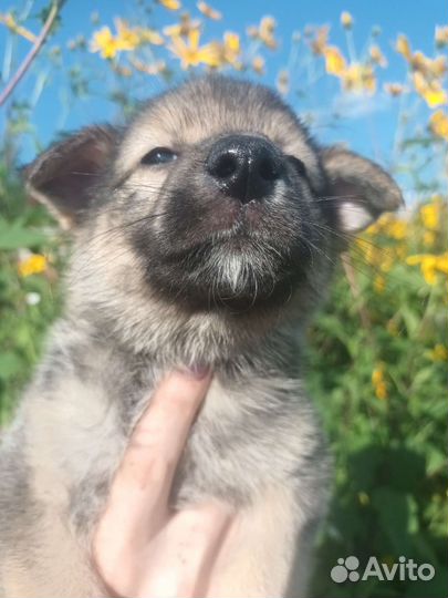 Щенок девочка 1.5 месяца