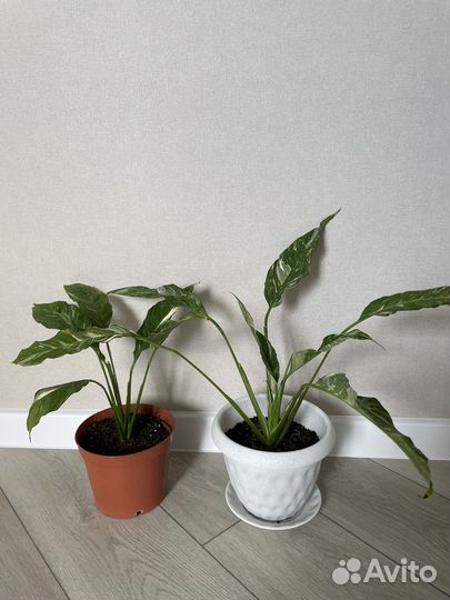 Комнатные растения цветы