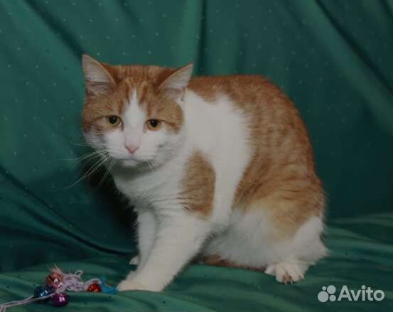 Котенок в добрые руки