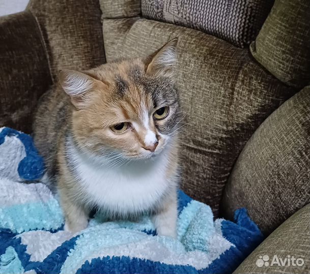 Кошка и котик