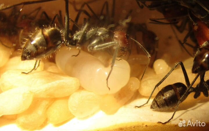 Camponotus singularis