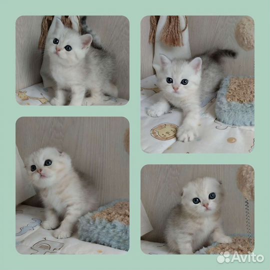 Шотландские котята