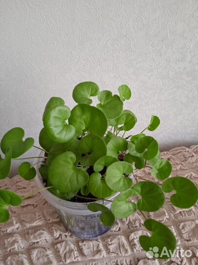 Дихондра Изумрудный водопад