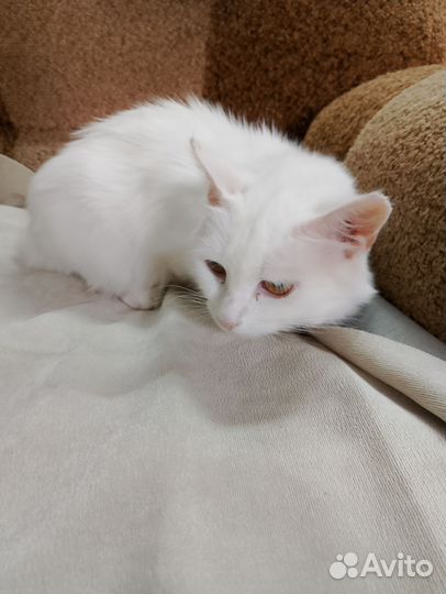 Белая кошка