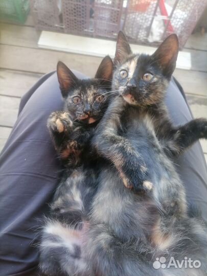 Трехцветные Кошечки на счастье в добрые руки