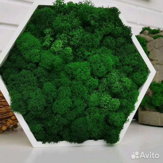 Стабилизированный мох