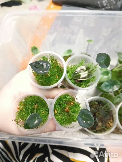 Алоказия Беби бамбино или Балун харт